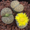 C078 - Plant