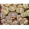 C084 - Plant