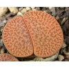 C088 - Plant