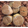 C094 - Seed