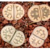 C108 - Plant