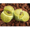 C111A - Seed