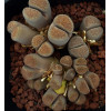C132A - Plant
