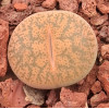 C138 - Plant