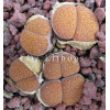 C141 - Seed