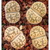 C143A - Seed