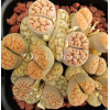 C147 - Seed