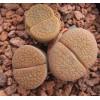 C156 - Seed
