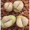 C162A - Plant