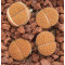 C170 - Plant