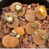 C172 - Plant