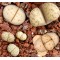 C180 - Seed