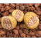 C189 - Plant