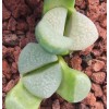 C202 - Plant