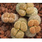 C207 - Plant