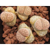 C208 - Seed