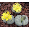C210 - Seed