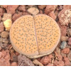C221 - Plant