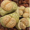 C224 - Seed