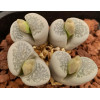 C234 - Seed