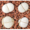 C240 - Seed