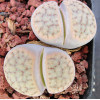 C247 - Seed