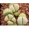 C252 - Seed