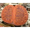 C256 - Plant