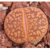 C257 - Plant