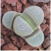 C270 - Plant