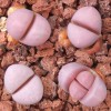 C272A - Plant