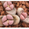 C272A - Plant