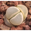 C277 - Plant