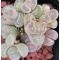 C280 - Plant