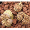 C283 - Plant
