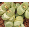 C286 - Seed