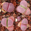 C287 - Plant