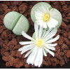C297A - Plant