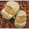 C299 - Seed