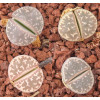 C304 - Plant