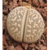 C310 - Plant