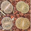 C341 - Plant