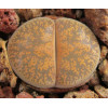 C343 - Seed