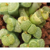 C351A - Seed