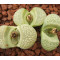 C355 - Plant