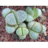 C356 - Plant