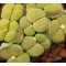 C363 - Plant