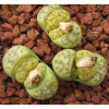 C370A - Seed