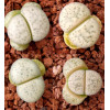 C371 - Plant