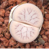 C373 - Plant